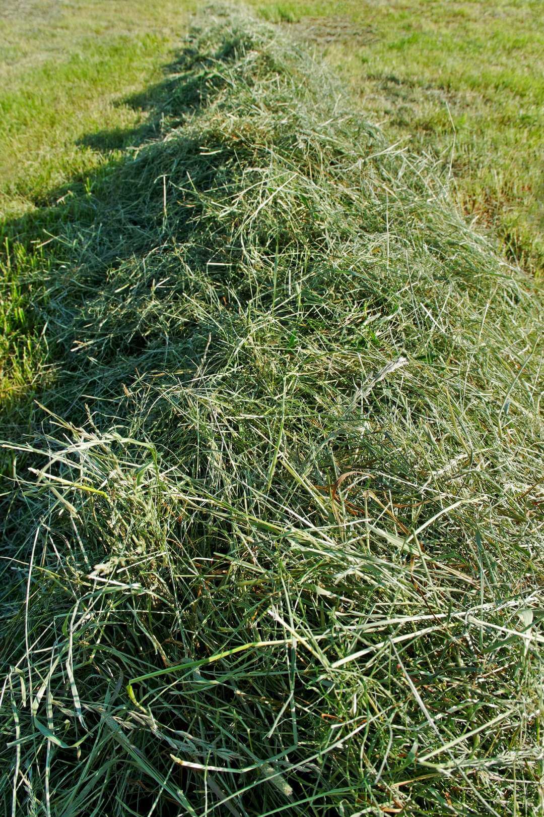 Trawokulki HAYPELL® 20 kg - obrazek 9