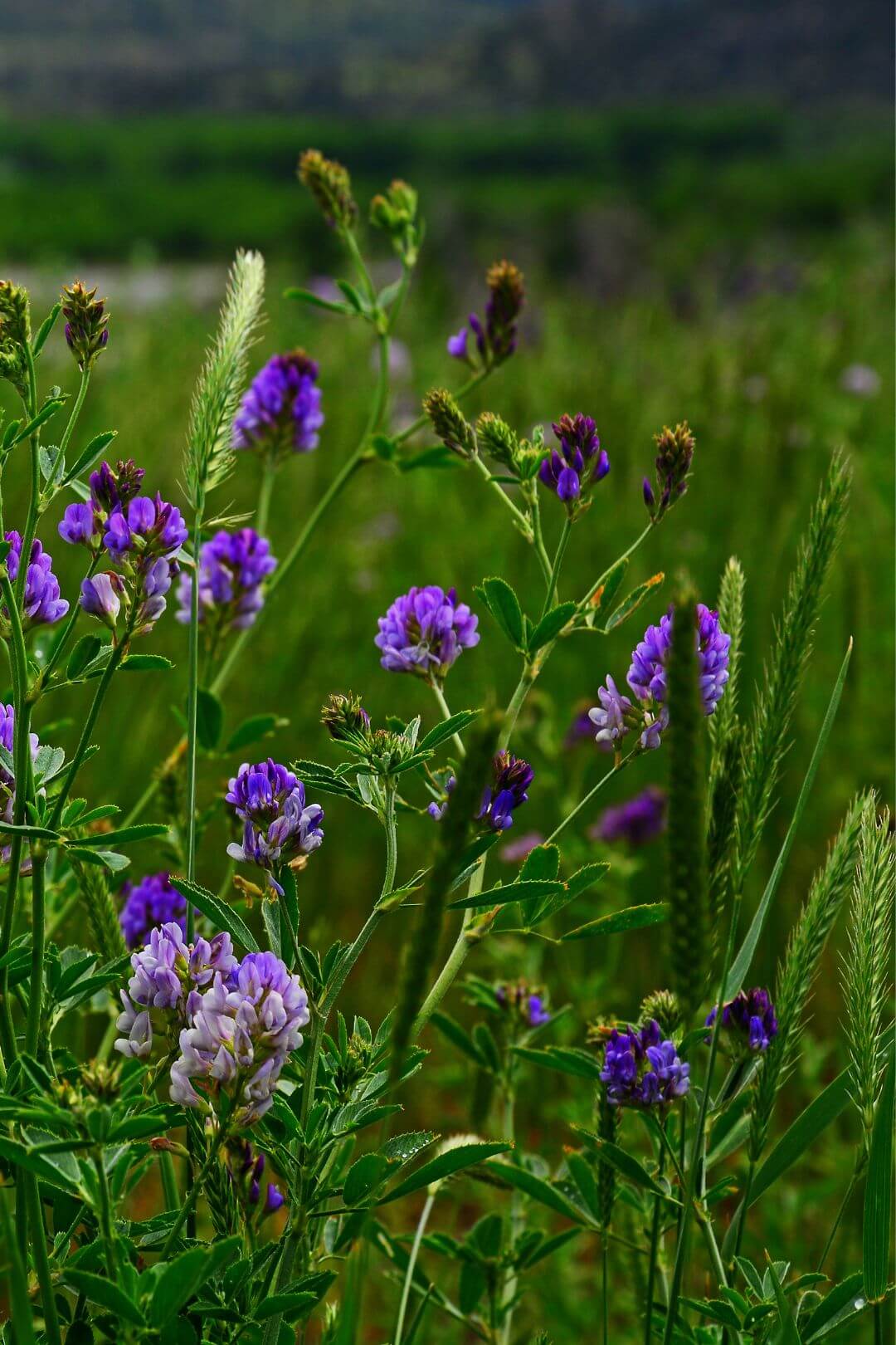 Sieczka z lucerny NordicGrass 15 kg - obrazek 2
