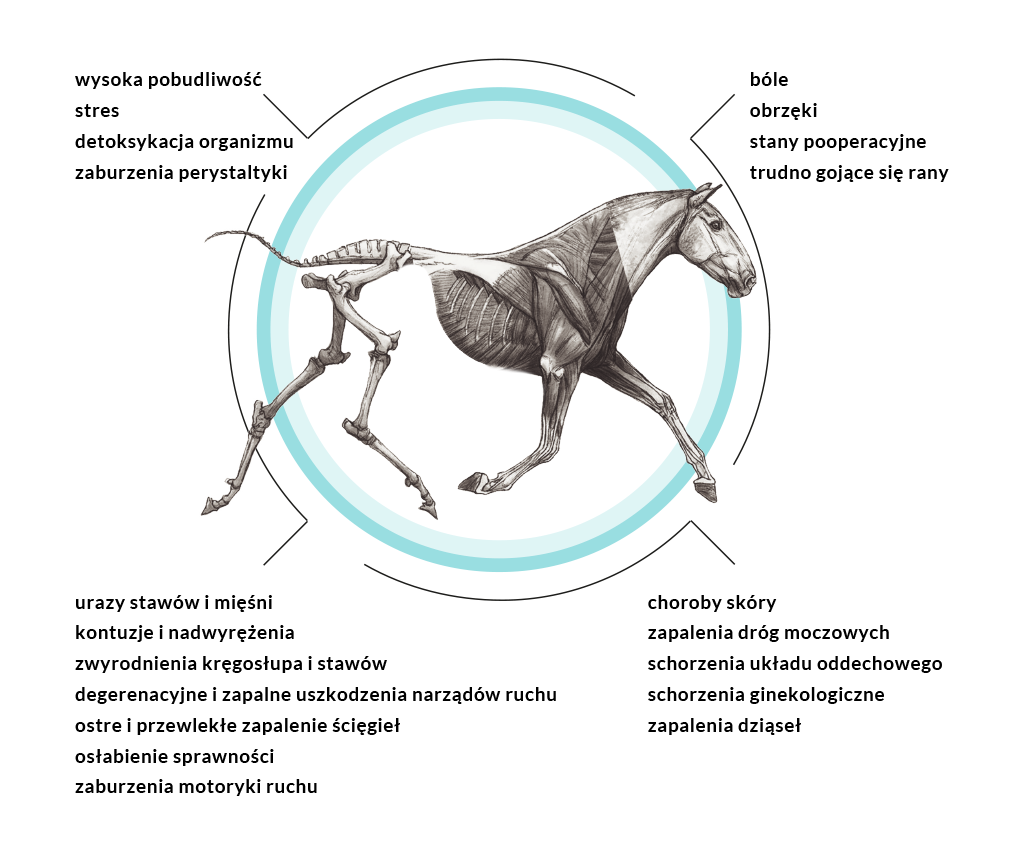 Derka magnetyczna Biomag VET dla konia - wypożyczenie - obrazek 3