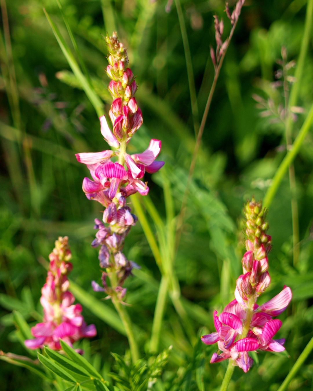 Esparceta pelletowana 20 kg - obrazek 2