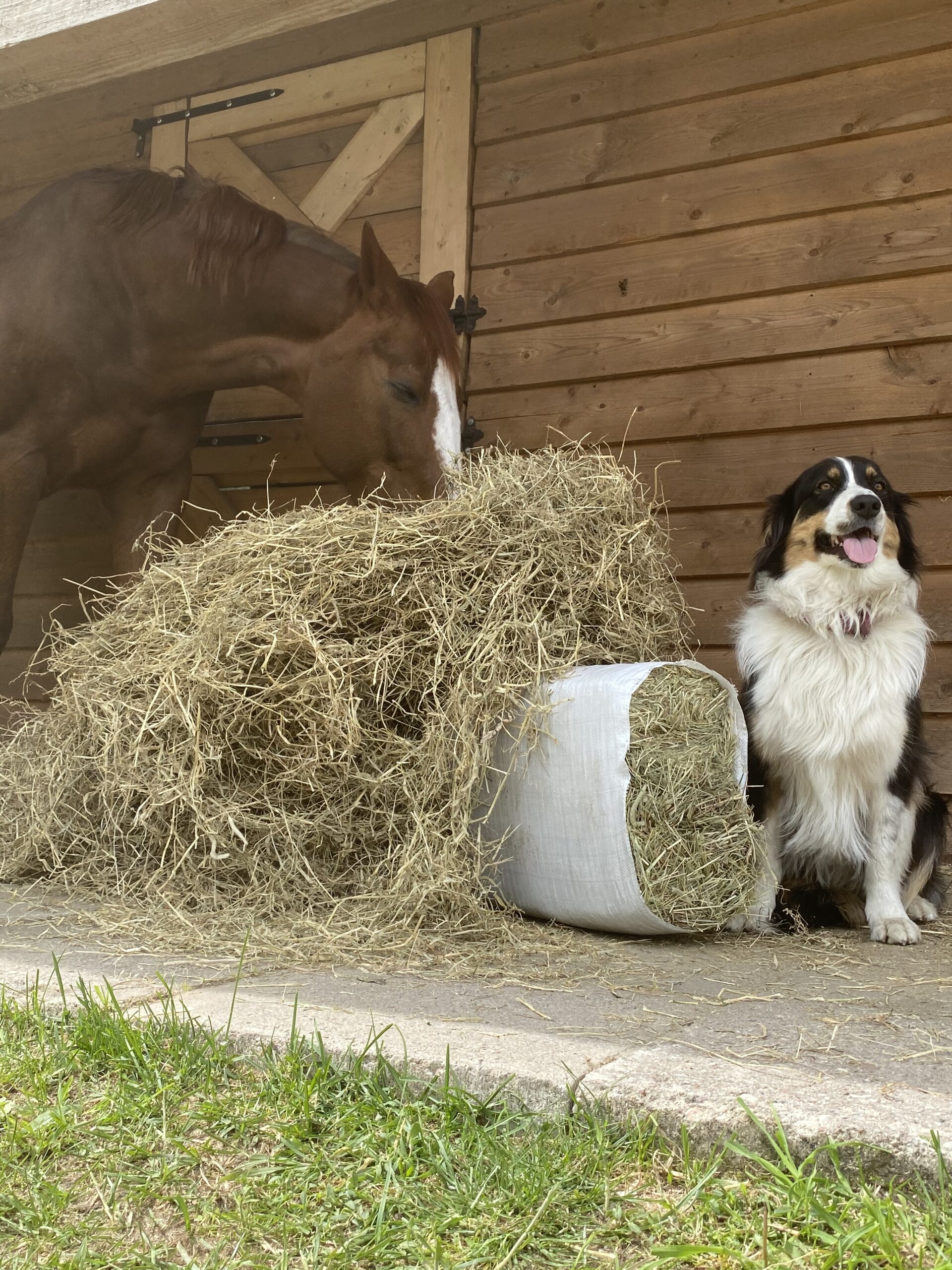 Siano DELUX dla Koni 15 kg worek papierowy - obrazek 3